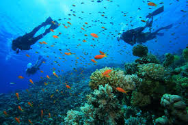 Mombasa Marine National Park and Reserve