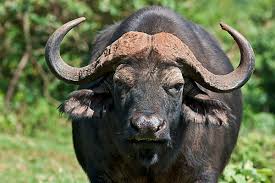 buffaloes