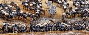 Great Wildebeest Migration