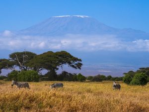 Best Destinations And Start Points For Your Kenya Safari