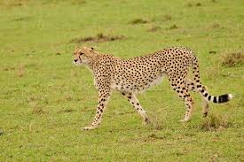 cheetah