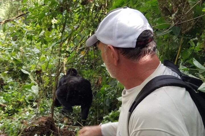 gorilla treking