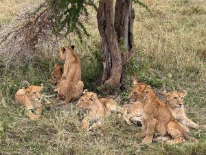 10-Day Self-Drive 4×4 Safari with Camping Gear Rental