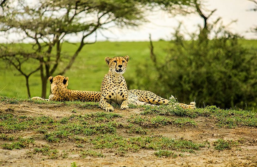 Maasai Mara Wildlife Photography Safari