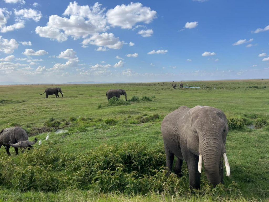 Planning Your First African Safari