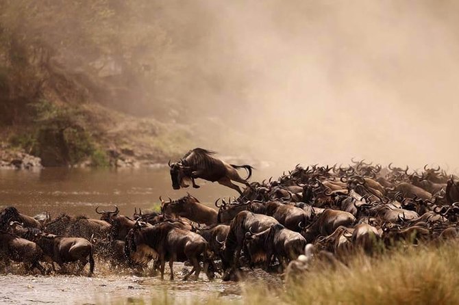 A Comprehensive Guide to the Great Migration in Kenya A Comprehensive Guide to the Great Migration in Kenya