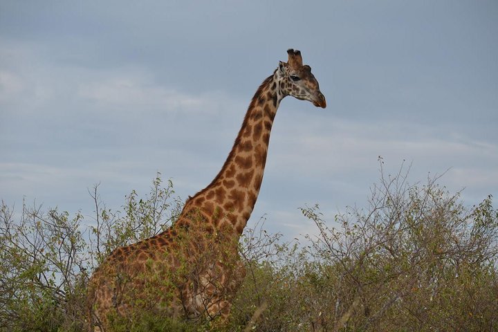 samburu game reserve