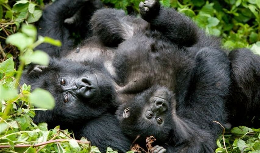 gorillas in uganda