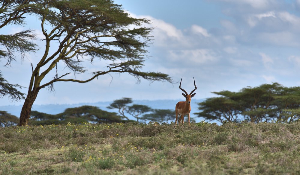 Kenya National Parks Fees and Permits