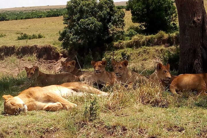 Why Visiting Kenya Should Feature in Your Bucket List