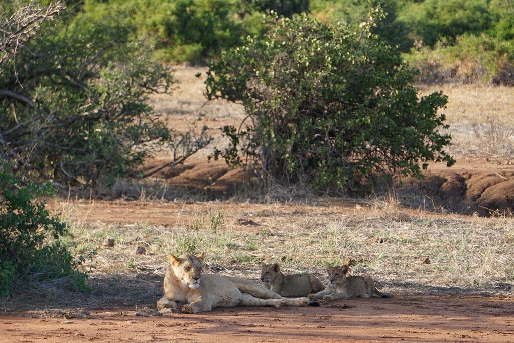 Kenya Travel Guide