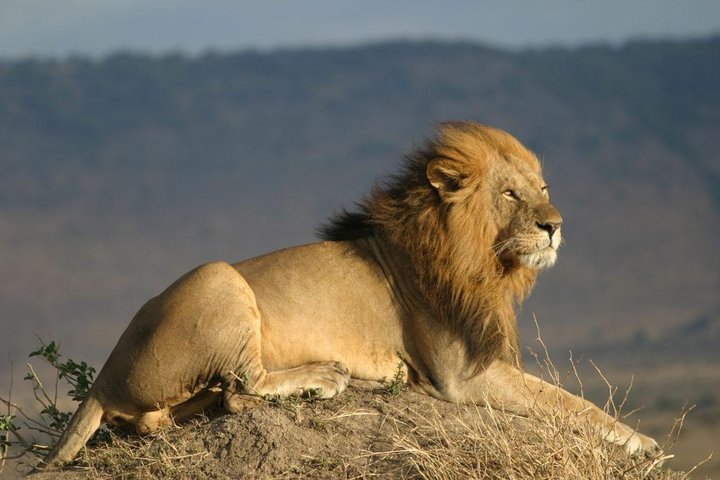 Kenya Wildlife Photography: Best Parks, Animals & Safari Photo Tips